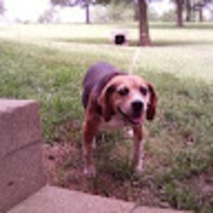 Meet your Posher, Abby